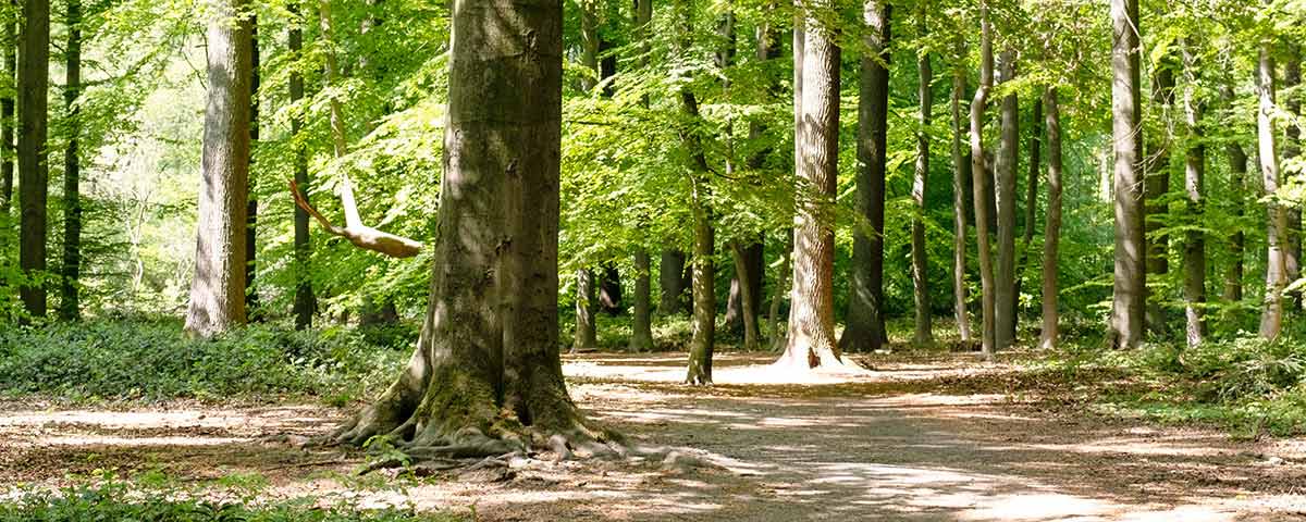 Waldszene in der Waldruhestätte Meerbusch